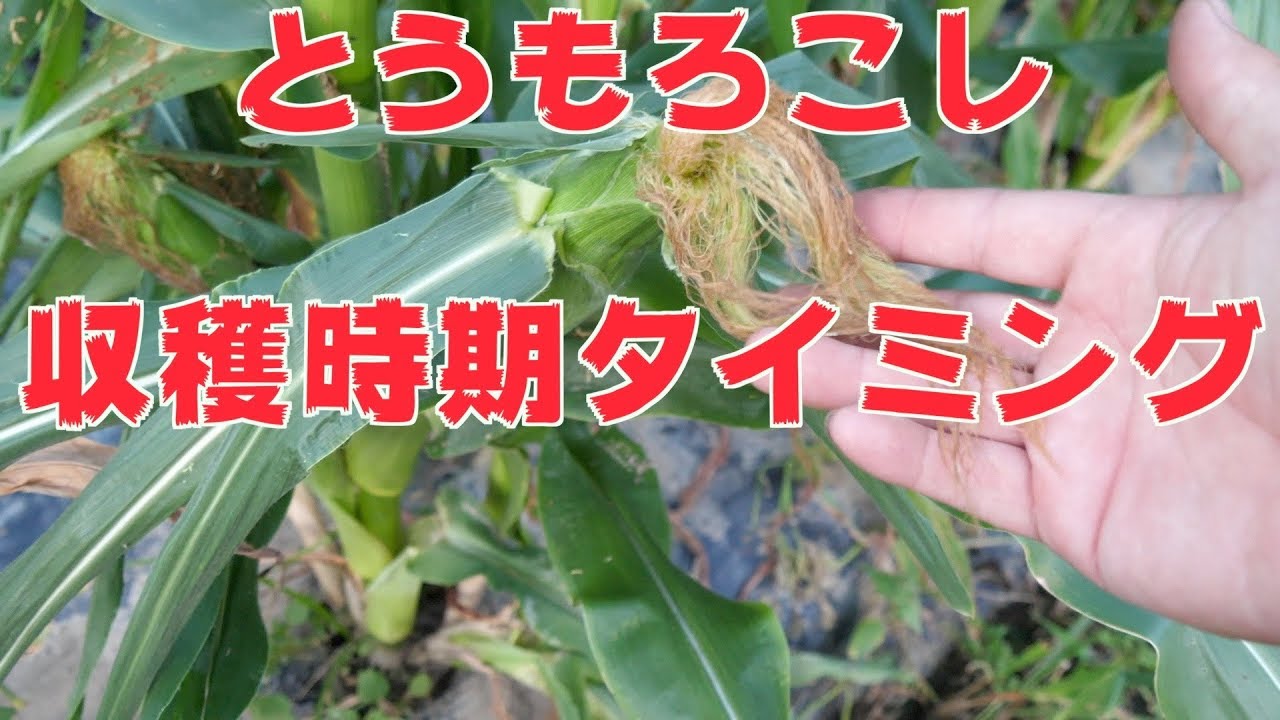 アスパラ収穫とサラダごぼう経過 とうもろこし収穫時期 425 Youtube