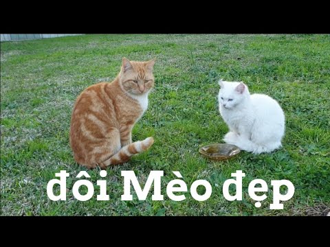 Video Cận cảnh mèo giao phối - youtube