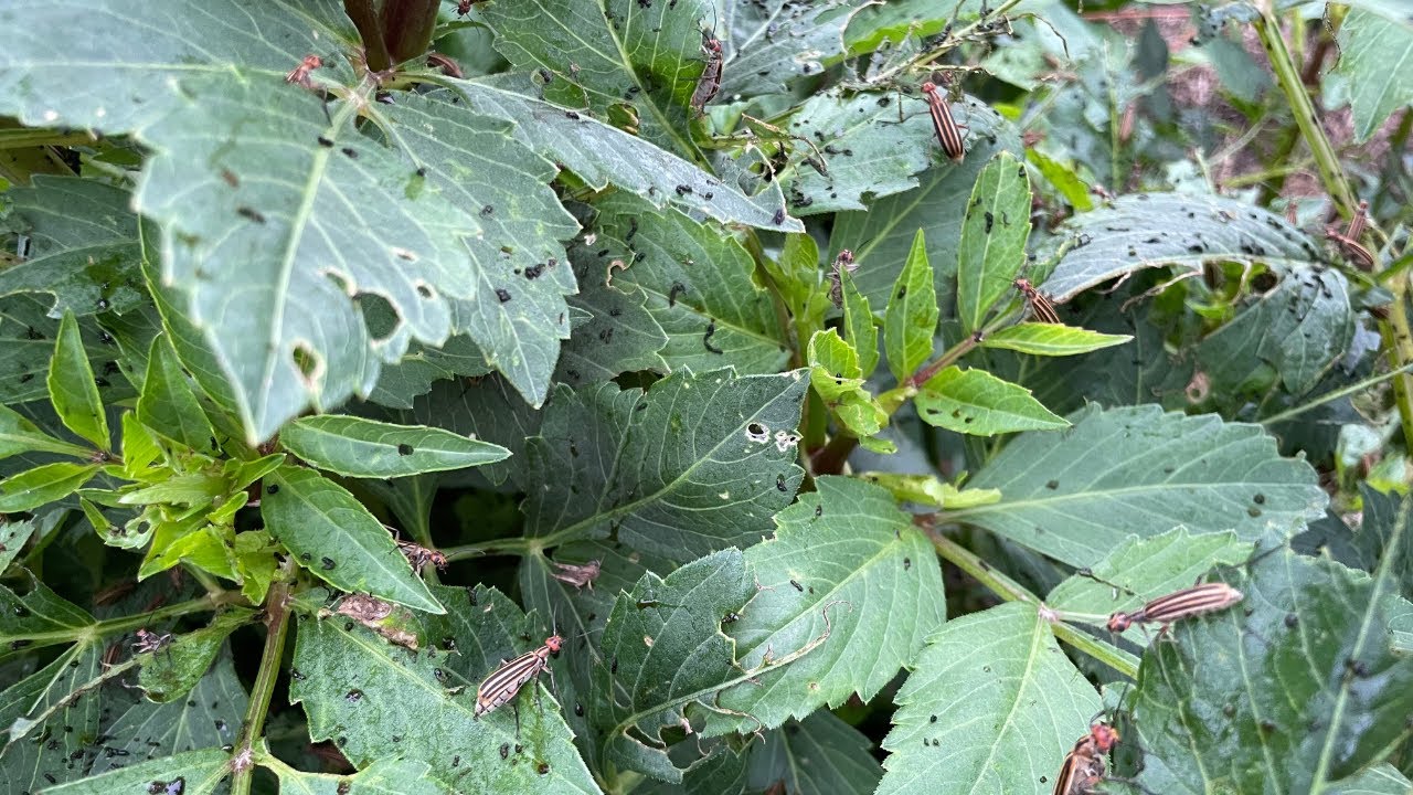 I've Been Invaded by Blister Beetles!😮