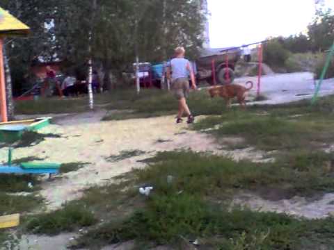зоофил.mp4