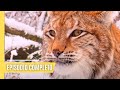 El Lince, un Cazador Excepcional | Episodio Completo