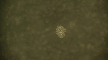 Acoustofluidic dance of particles