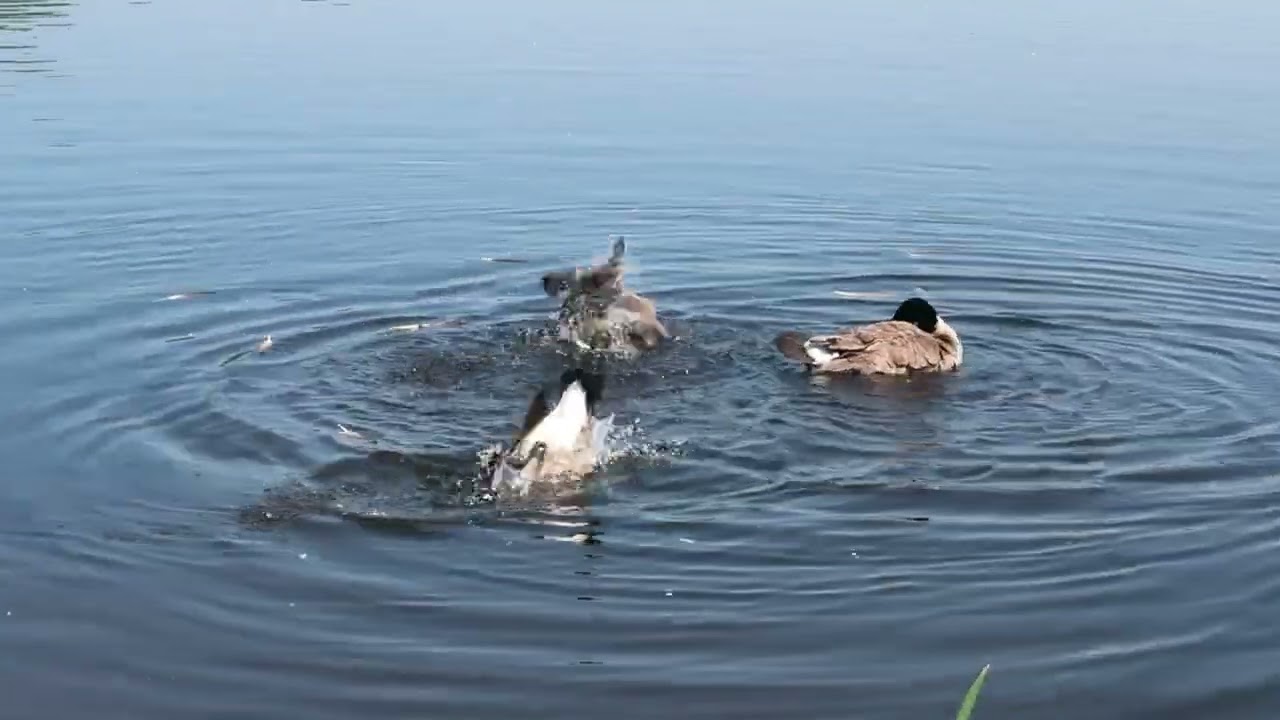 Geese bathing are hilarious