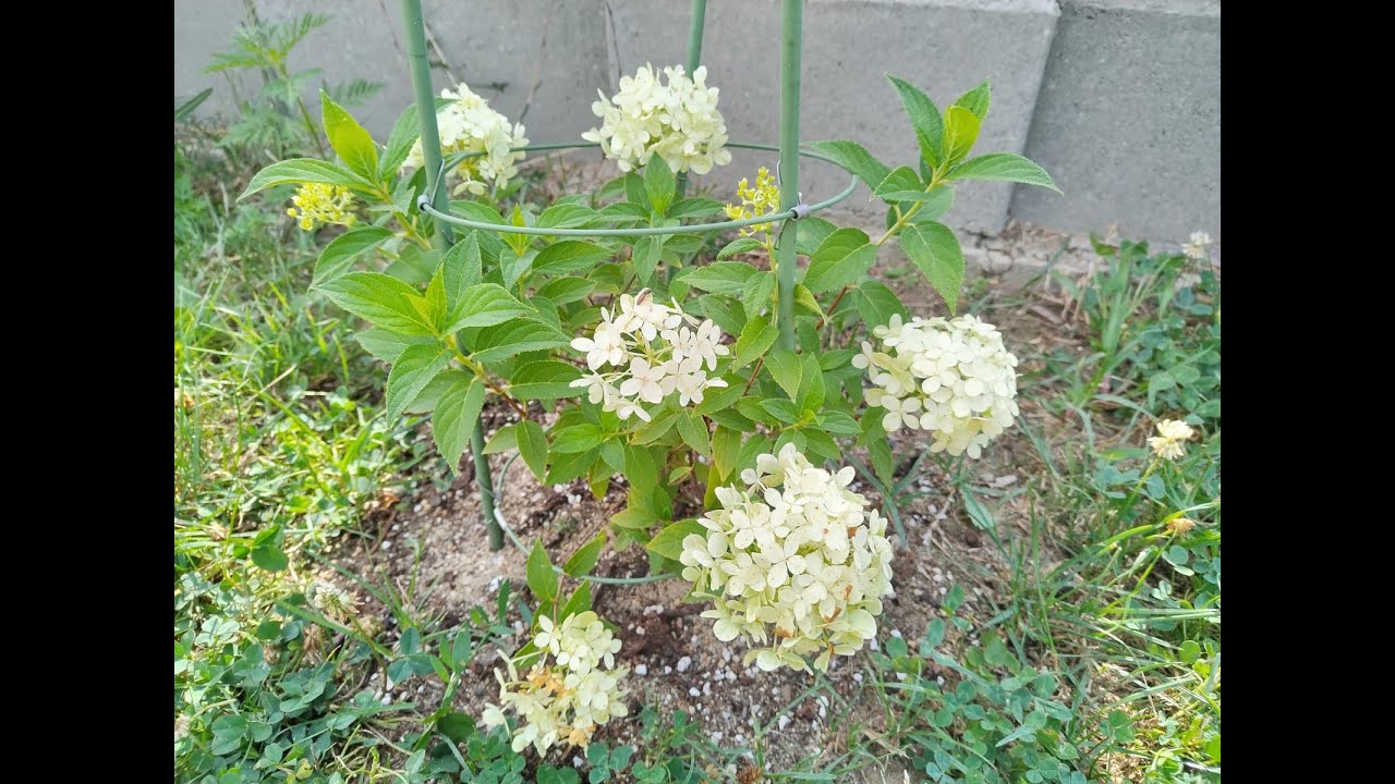 Plantarea si ingrijirea Hortensiei!