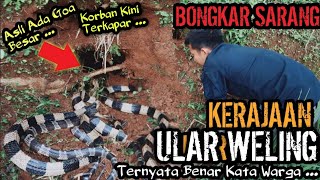 KORBAN GIGITAN ULAR WELING KEMBALI TERJADI! BONGKAR SARANG KERAJAAN ULAR WELING! TERNYATA BENAR ADA