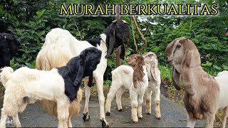 Download Lagu Materi murah musim hujan di NKTFARM wonosobo MP3 Download Lagu Materi murah musim hujan di NKTFARM wonosobo MP3