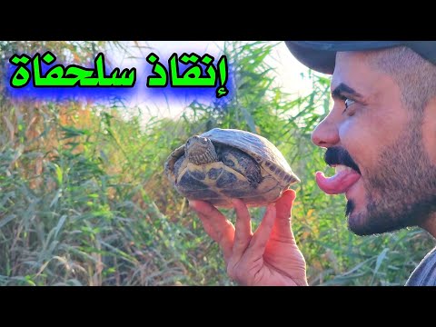 إنقاذ سلحفاة رجعناها للبزل