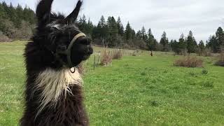 Fred Llama by cloud 184 views 1 month ago 2 minutes, 15 seconds