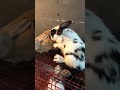 ارانب الخواجة Rabbit Bunny Pets