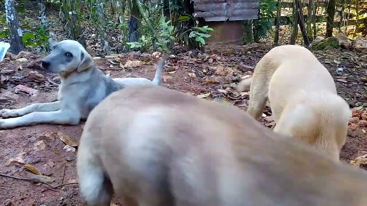 El viejo Alcides en Sabaneta | La vida del campo RD.