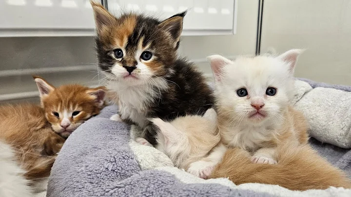 Watch the video about Kittens Move From The Nest - Live!