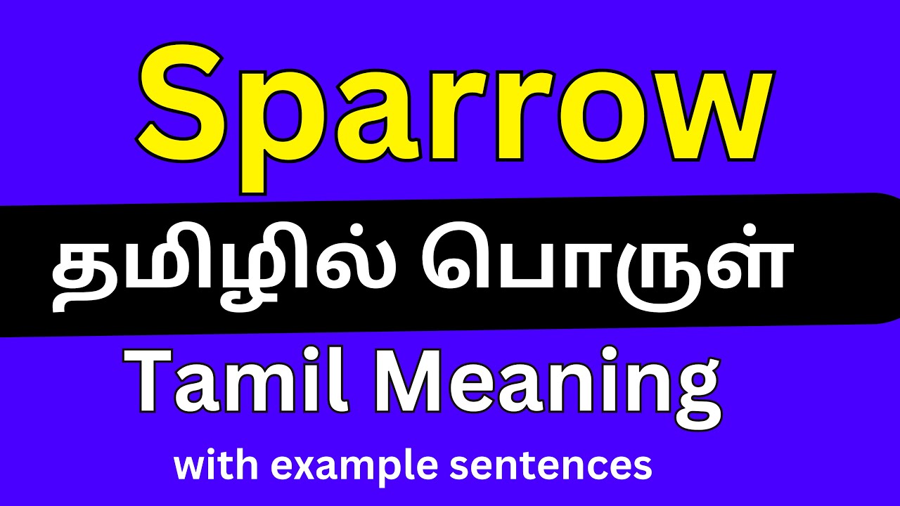 Sparrow Meaning In Tamil Sparrow YouTube sparrow-meaning-in-tamil-sparrow-youtube