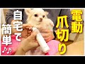 爪切りがキライな保護犬チワワに爪切りがヘタクソな飼い主が電動爪切りしてみた！