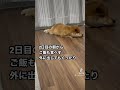 致死率98%の病気と診断されました。 ※YouTube動画とTikTokで長文の説明してます。※現在は奇跡的に完治しました。 #豆柴 #柴犬 #子犬 #パルボウイルス