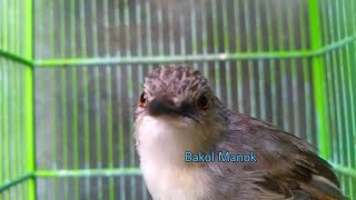 Pancingan ciblek gunung bahan agar cepat bunyi