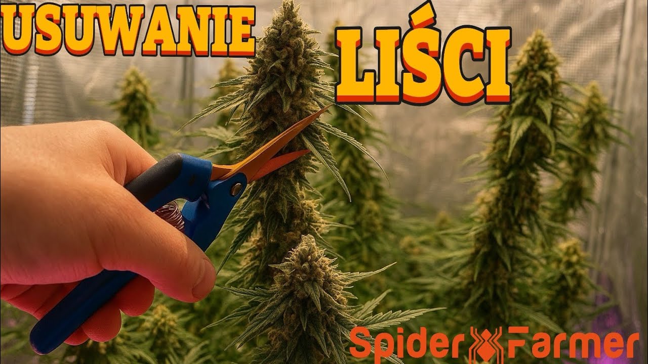 OSTATNI ETAP UPRAWY – golenie liści i przygotowanie topów marihuany. Spider farmer lights sf1000