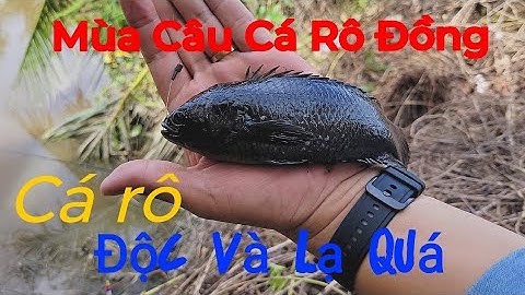 Câu cá thiên nhiên l Mùa câu cá rô đồng,con nào con nấy béo ú ì.Thả cần là lụm cá.Xã Tân Bửu.Có Maps