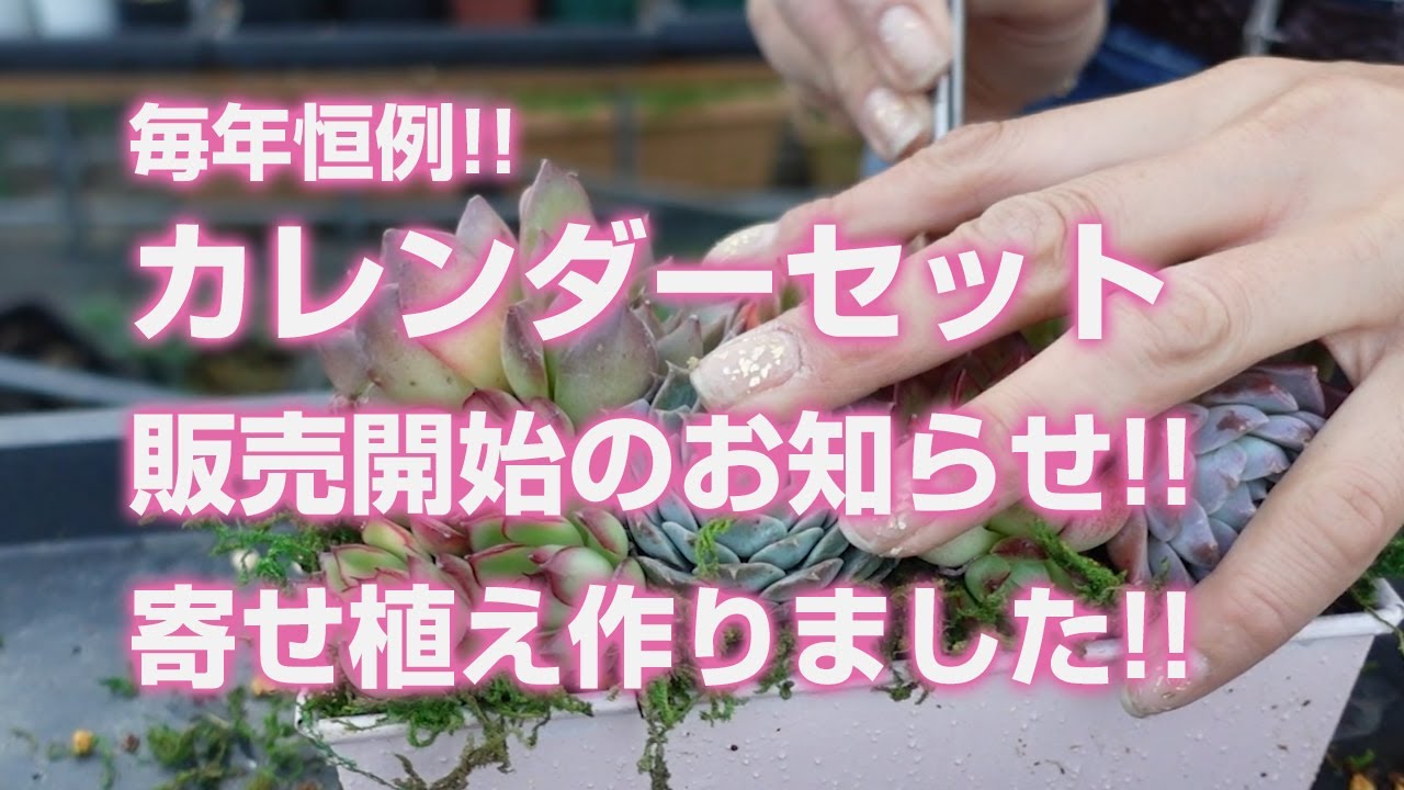 Succulent plants] The annual event! Announcement of the start of