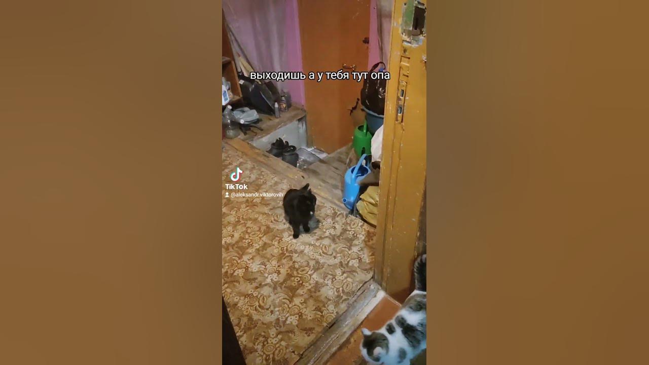Орущие, квадратные коты)) - YouTube