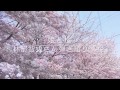 林部智史さん 弾き語り『河口恭吾さんの 桜』晴れた日に娘と桜の木の下で