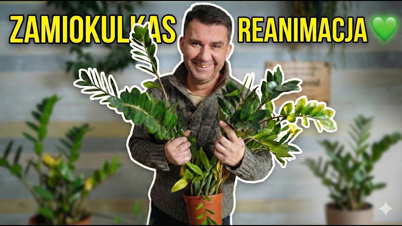 Twój Zamiokulkas nie rośnie? Zastosuj ten prosty trik z podłożem!