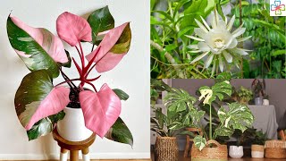 10 Most Expensive Houseplants in the World