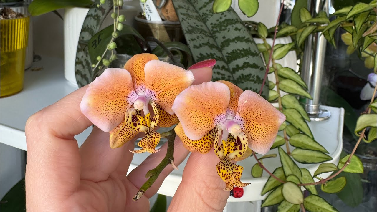 #Phal.StuartianaVarNobilisXSchilliriana и цветы на балконе