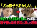 残り3ヶ月の盲導犬と別れる次の瞬間...雅子様が取ったある行動に世界が驚愕..