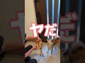 柴犬とん君成長日誌【昨日、ついにハーネスに首を通せたけど、、、】#柴犬 #ハーネス