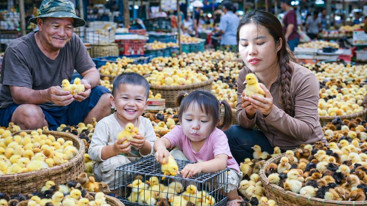 一位單親媽媽從她的果園採摘火龍果，從她的池塘裡捕捉巨型魚拿到市場上去賣，還買小雞和小鴨回家飼養。