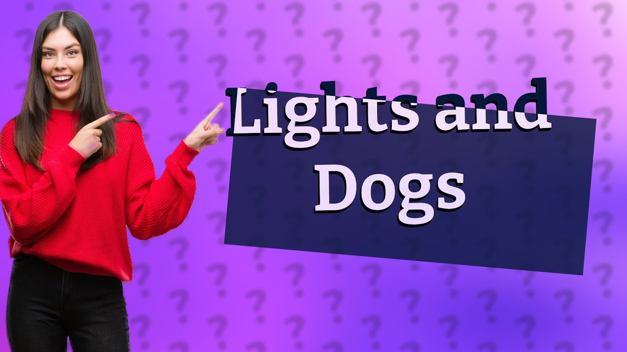 Do Flashing Lights Hurt Dogs YouTube Do Flashing Lights Hurt Dogs YouTube