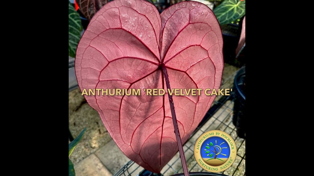 Anthurium 'Red Velvet Cake' - YouTube