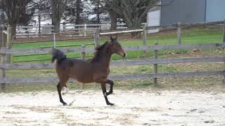 Jbf Wild Waze Morgan Stallion For Sale