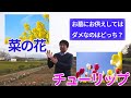 チューリップと菜の花でお墓にお供えしてはダメなのはどっち？【驚きの理由】