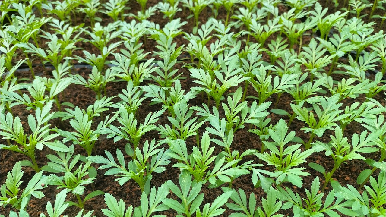 thời điểm nào để ra con giống cây vạn thọ (30/10al) #vantho #flowers #garden #nhavuon