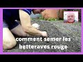 Comment semer les betteraves rouges