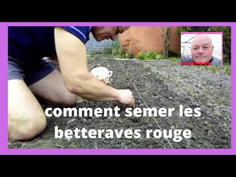 Vidéo: Que sont les betteraves dorées - Informations sur la culture des betteraves dorées