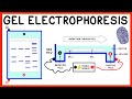 Gel Electrophoresis Quiz