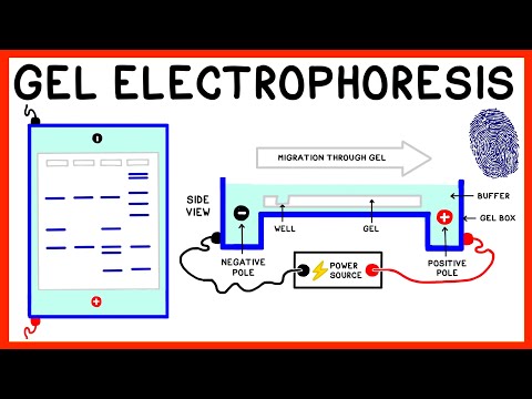 Gel Electrophoresis and DNA Fingerprinting Explained