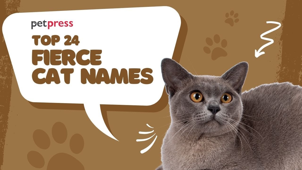 Top 24 Fierce Cat Names You ll Be Inspired By These Badass Names top-24-fierce-cat-names-you-ll-be-inspired-by-these-badass-names