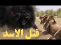 قتال كلب الماستيف مع الاسد لن تصدق ما ستراه Mustaif Dog Fight 2022 