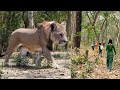 Tiger Attack On Village Girl in the forest l tiger Attack man in forest oyAy🙏🌳Bengal tiger atta 🦁🌳🤩P