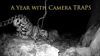 A Year with Camera TRAPS