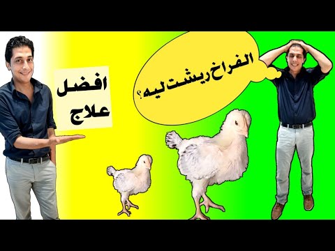 اسباب زيادة الريش عند الفراخ والعلاج