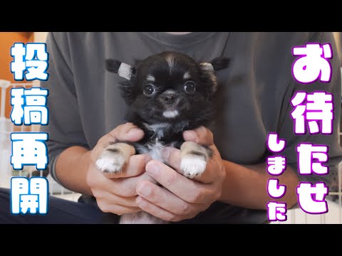 オーダーページ つきとめる 12/20 バイクに乗ったチワワの男の子