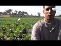 رصد معاناة الفلاح المصري من قرية عبدالصمد بالجيزة رصد معاناة الفلاح المصري من قرية عبدالصمد بالجيزة