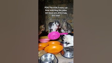 Every bit of your support counts. Click on the links in our bio to donate for any support#help #cat