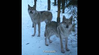 How can a man escape when caught in a pincer attack by wolves and enemies?#MOVIE #foryoupage #drama