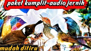 masteran kasar dan tajam | prenjak tiir, jangkrik, kapas tembak, cucak jenggot, gereja dan cililin