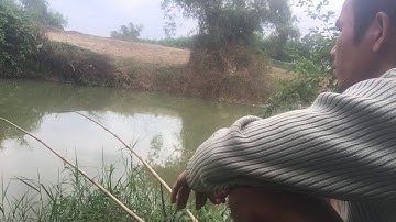 Mồi câu cá tráp( cá hanh ) chuyên dùng cho câu biển